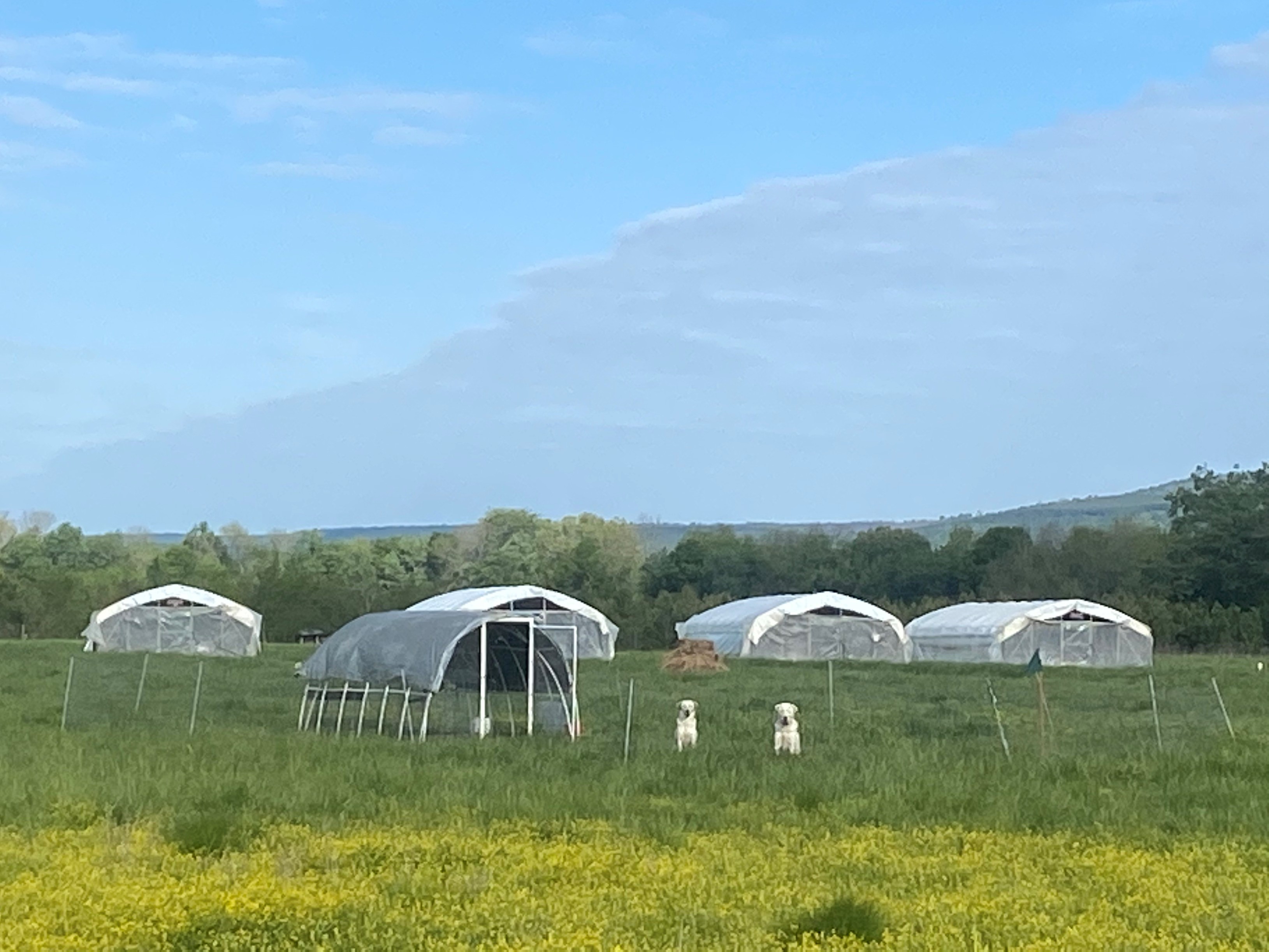 Livestock guard dogs protect the flock