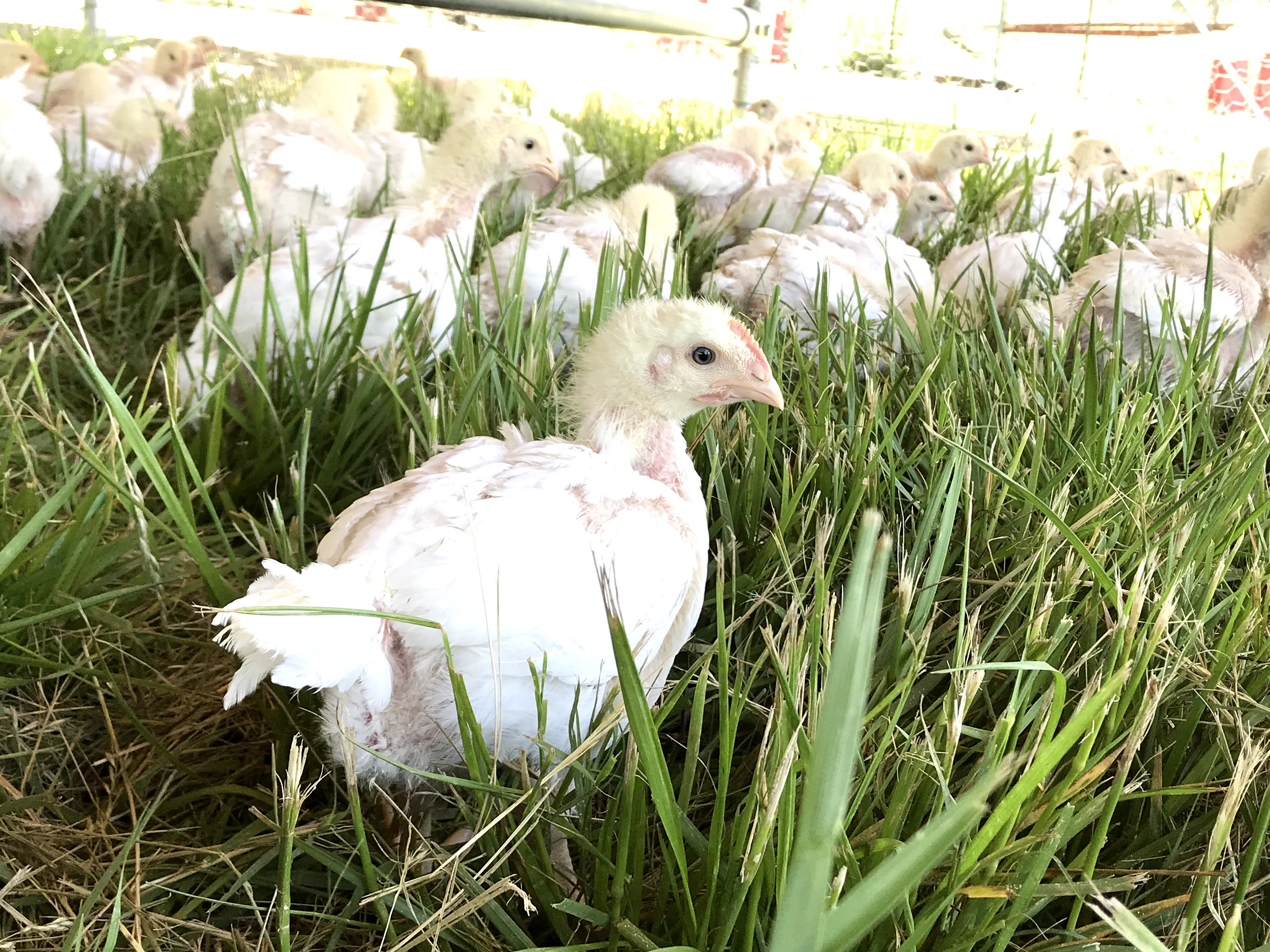 Pasture-based flock at Heifer Ranch