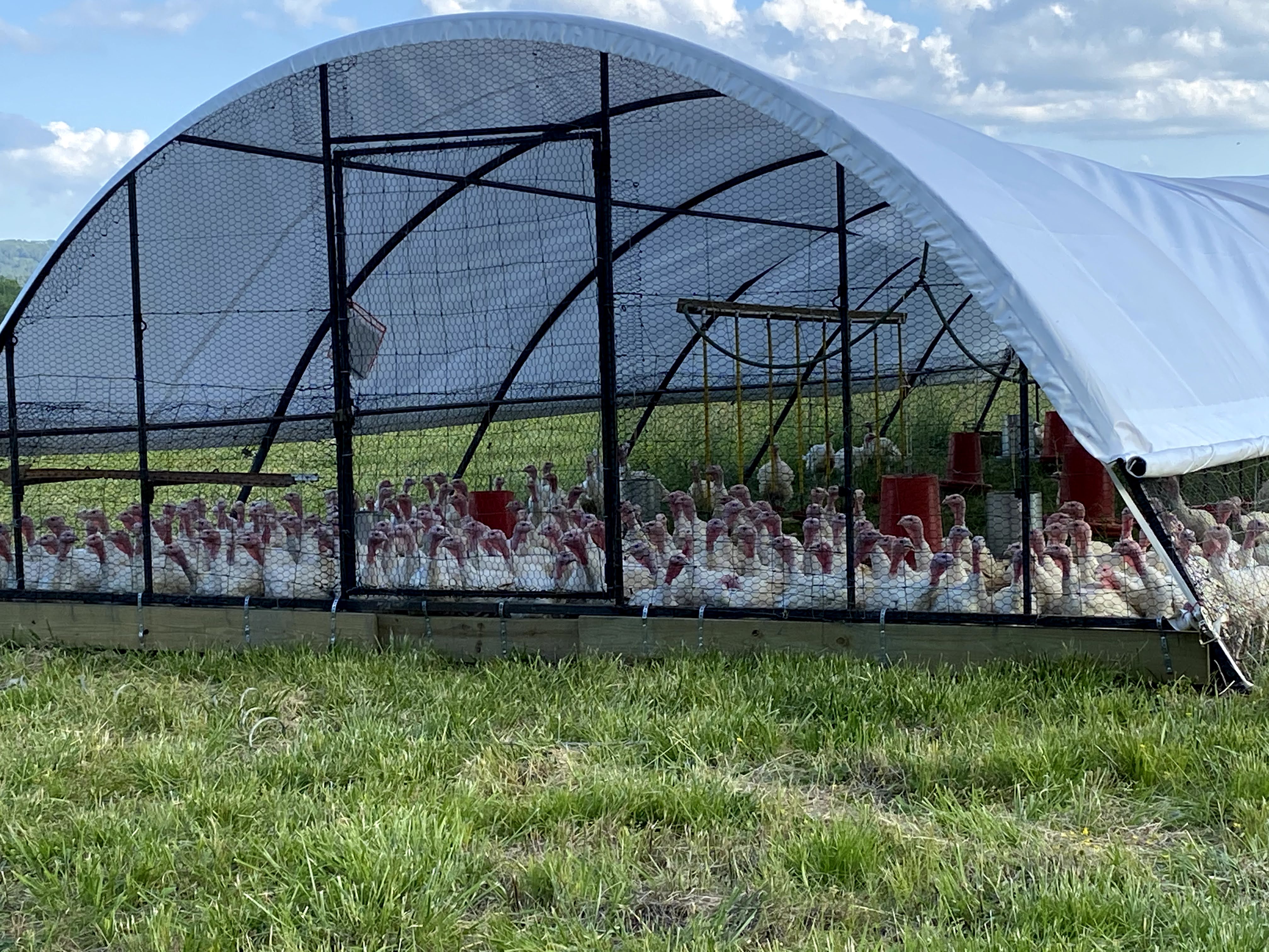 Pasture-based flock at Heifer Ranch