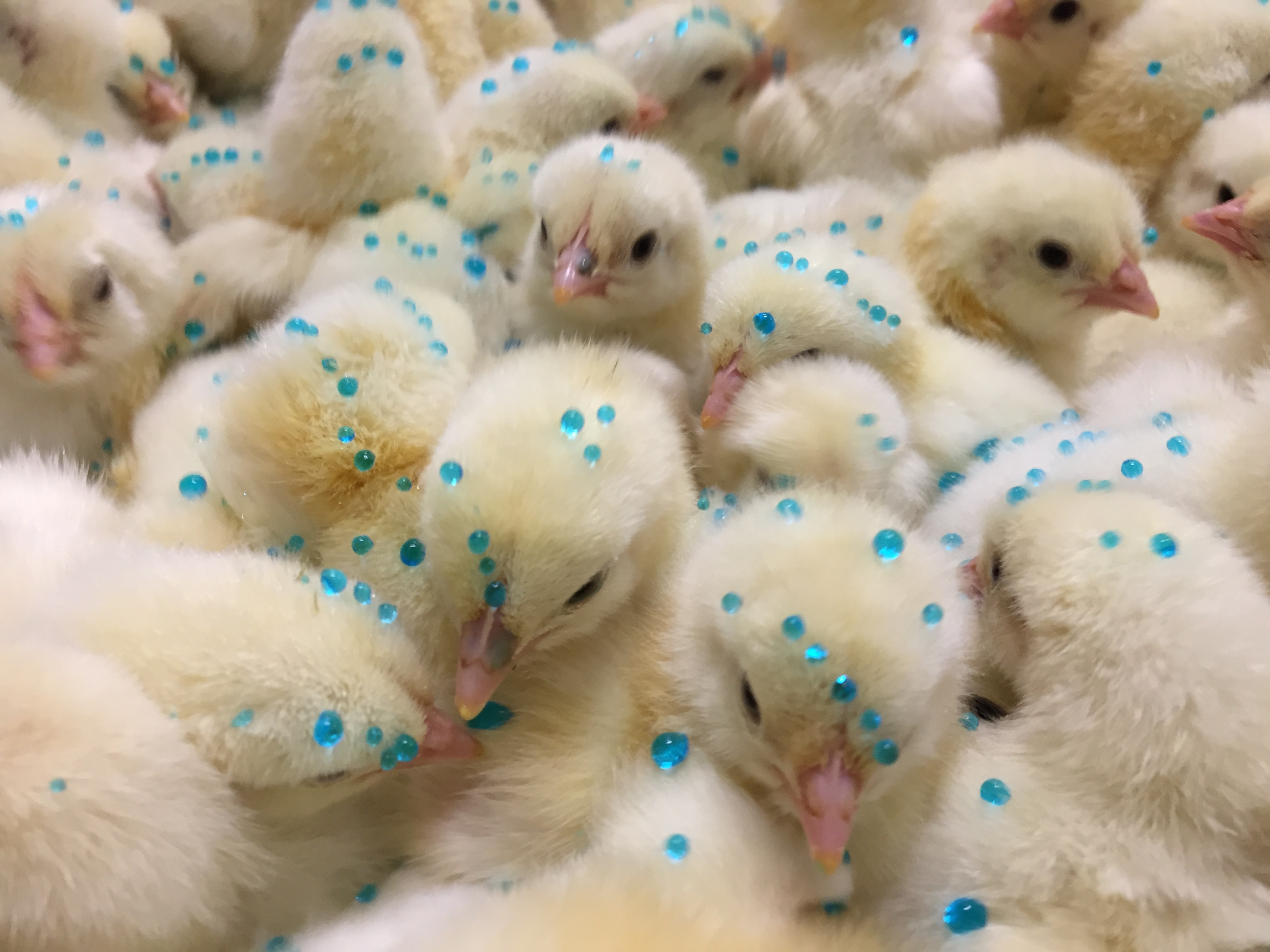 Chicks receiving a vaccination at a hatchery in Spain, overseen by Maria Colvée Bosch