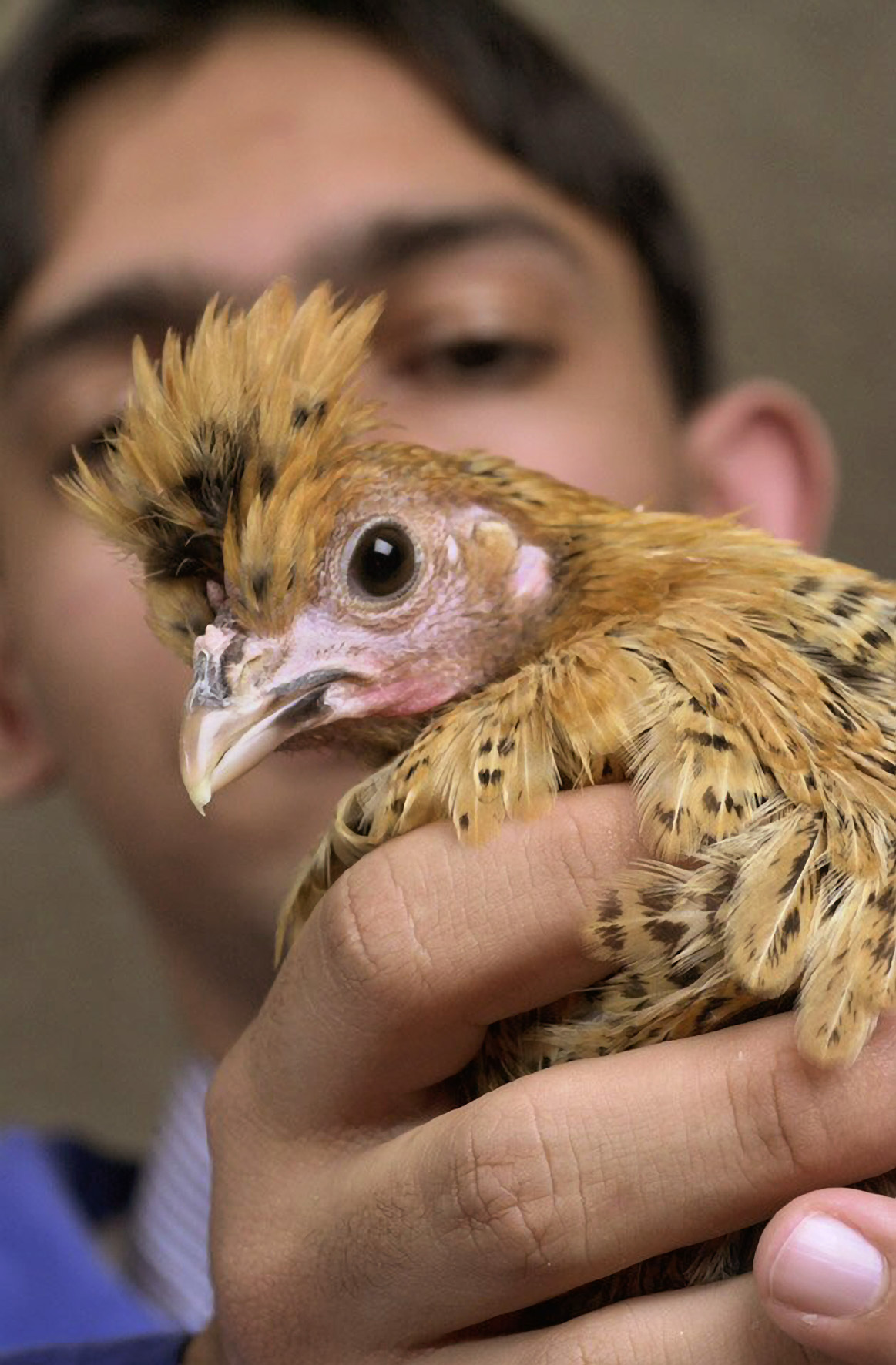 An SRUC student with a banting