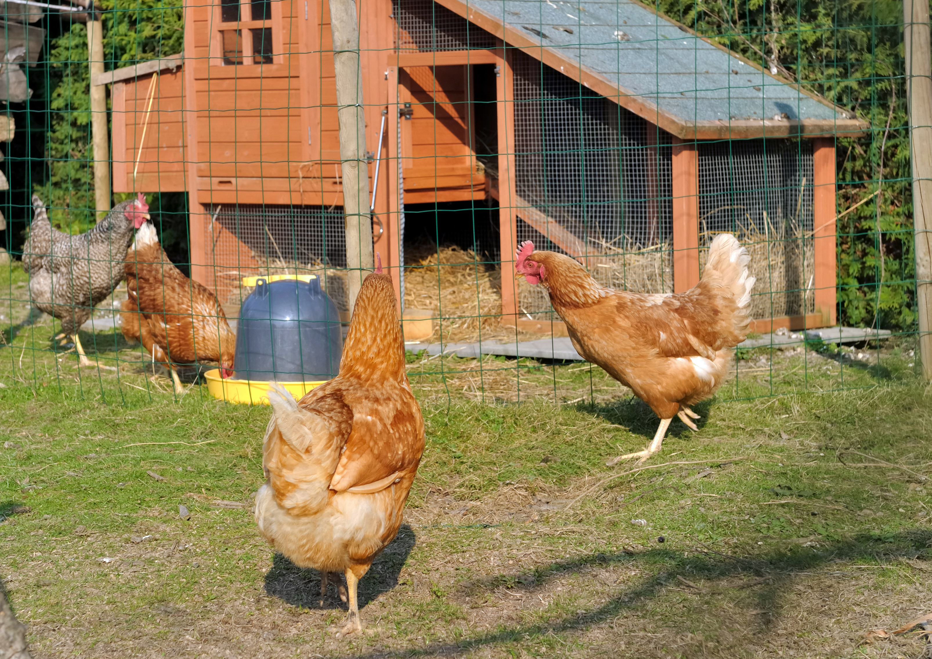 Beginner's guide to building your first chicken coop