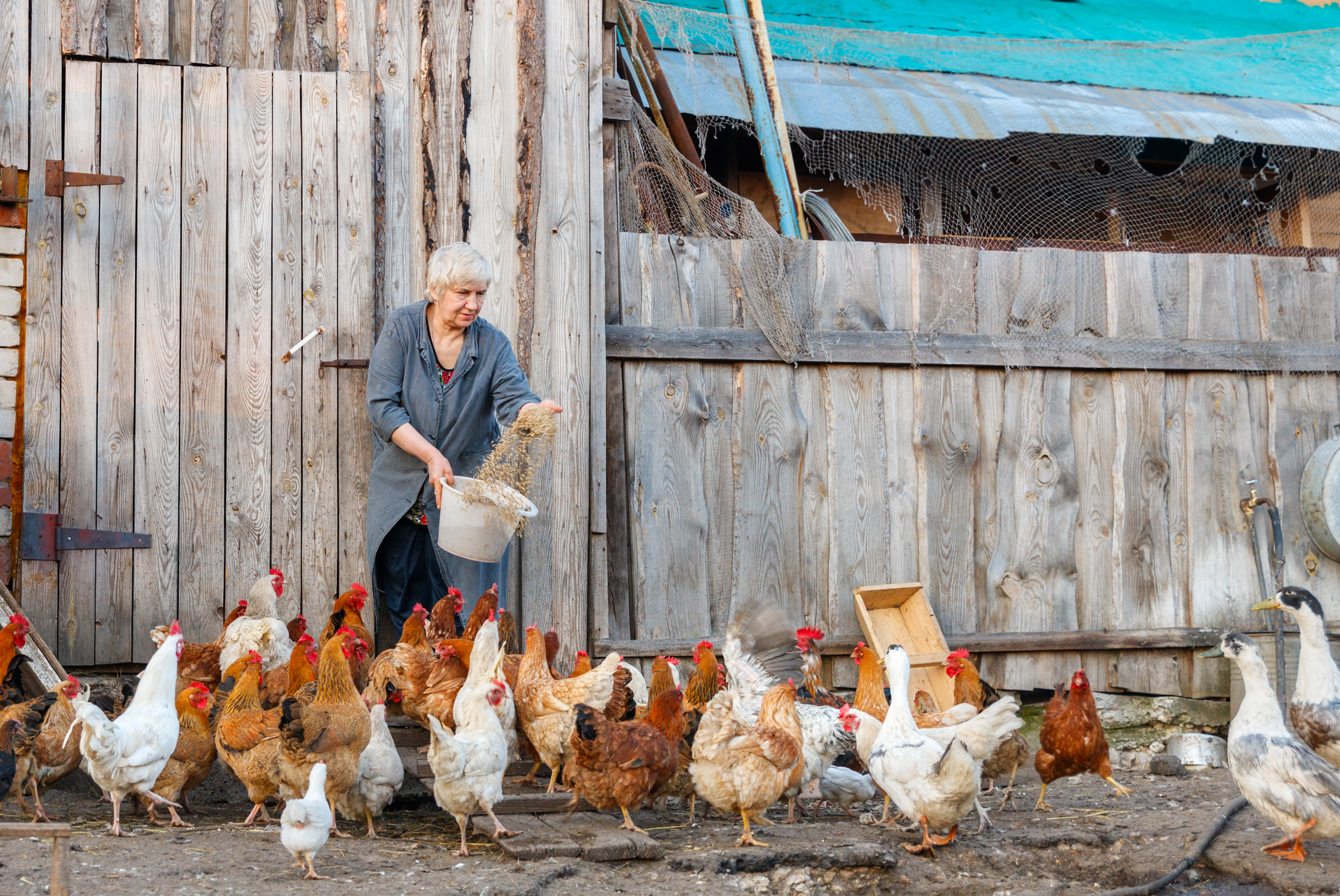 Even though backyard keepers can keep their birds on a dirt patch, using poultry litter can help make manure management easier