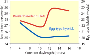 Poultry Lighting - Age at 50% egg production in broiler breeder and egg-type hybrids kept on constant daylenghts