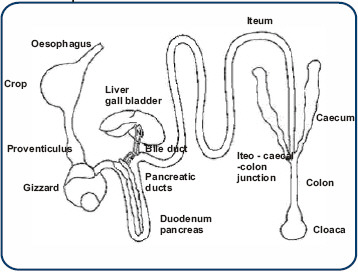 chicken digestive system anatomy