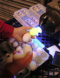 Egg washers - washes dirty eggs with the use of brushes