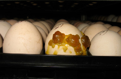 Cracking Open Rotten Eggs From The Incubator - EW the stench!! 