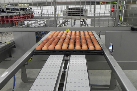 Vencomatic´s Prinzen “Setter Line“ system automatically takes the flats of hatching eggs from the breeder farm, transfers the eggs into the setter trays and then fills the trolleys