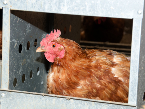 Natural Ventilation in Organic Poultry Houses in Cold Weather