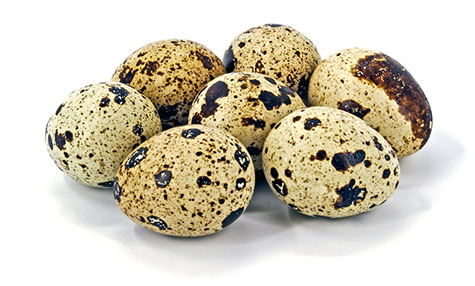 Quail eggs have well differentiated characteristics
