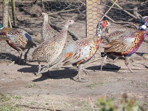 raising pheasants commercially hunting - the poultry site