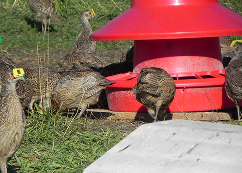 pheasant feed - poultry feed for pheasants