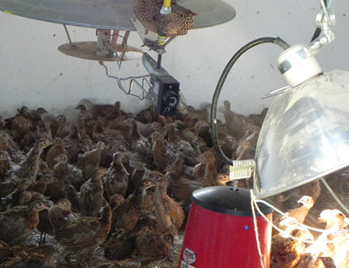 pheasants in brooder- the poultry site