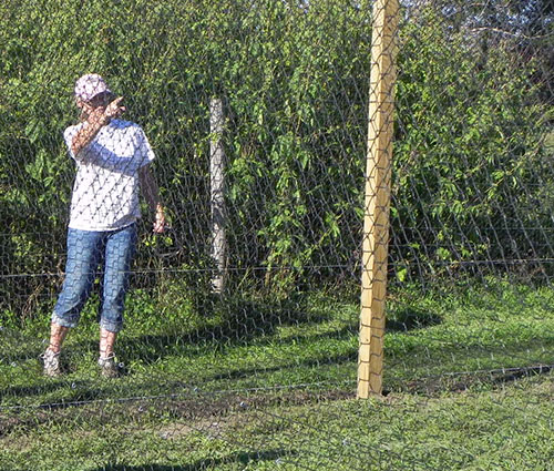 Deb Perry - commercial pheasant farming