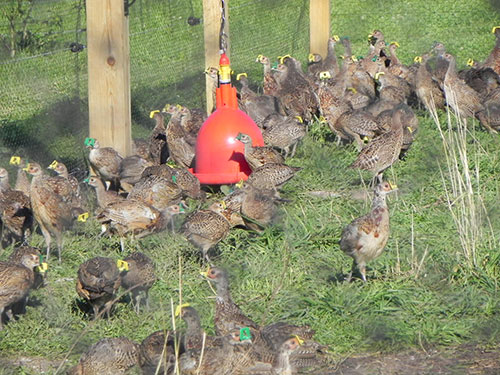 raising pheasants outdoors, deb perry,the poultry site