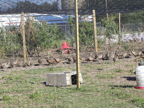 buying pheasants-the poultry site