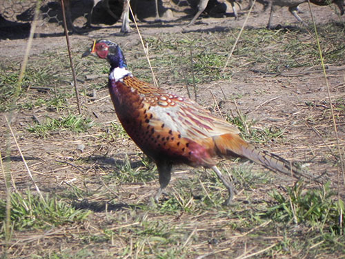 raising pheasants