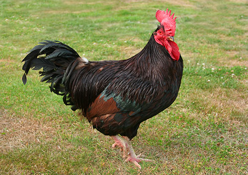 Sonali chicken-rhode island red-the poultry site