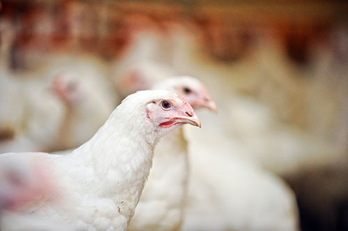 preventing diseases in poultry