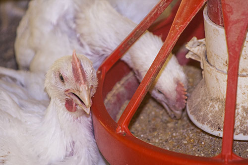 impact of pellet size on poultry