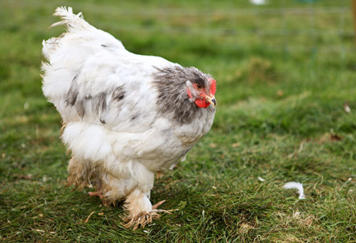 Cochin chicken, heritage breeds of poultry
