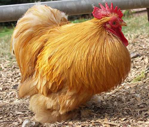 Orpington heritage breed of chicken