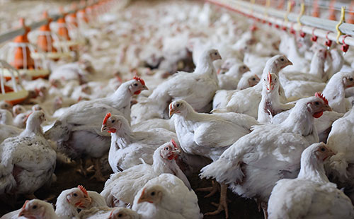 spiking mortality, sick broiler chickens