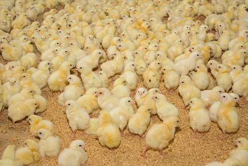 Spiking mortality syndrome, broiler health, the poultry site