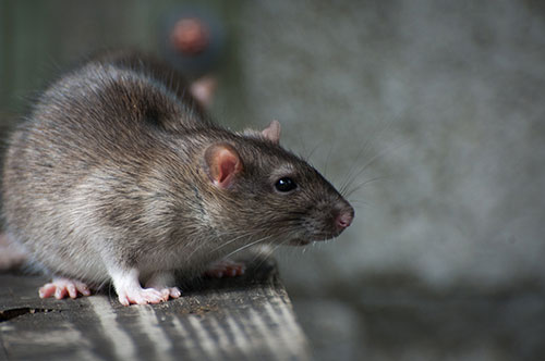 control rodents to prevent spiking mortality syndrome