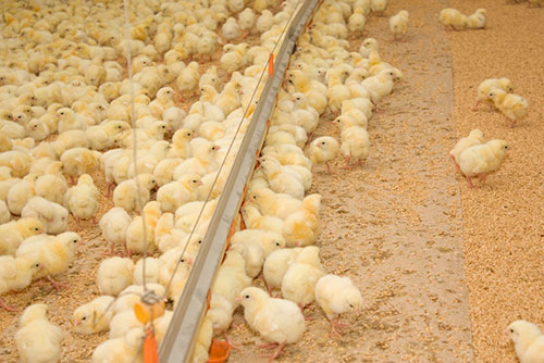 controlling bacteria on broiler farms