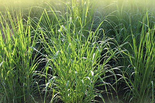 switchgrass for poultry bedding