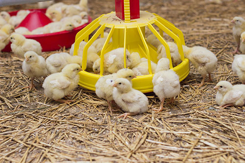 use probiotics in chickens