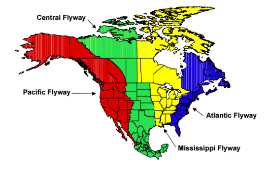Bird Flyways in US