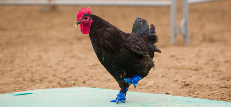 a rooster with blue plastic feet