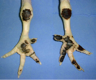 foot pad dermatatis broiler chicken MSD