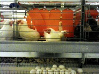Meristem Land & Science egg hen housing