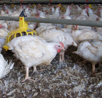 Poultry CRC Australia
