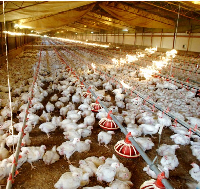 Poultry CRC broilers