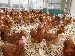 Rondel egg layer chicken house Netherlands 5m