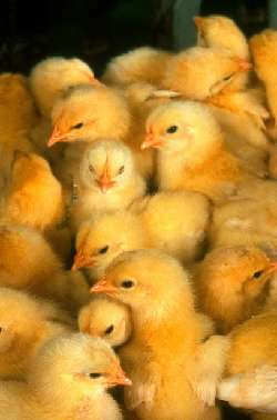 chicks USDA ARS