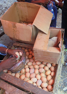 ILRI LIVES Ethiopia eggs