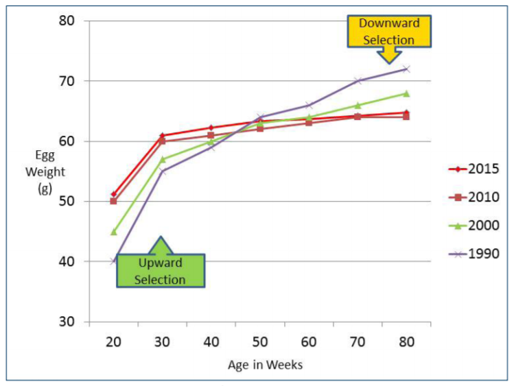 https://cdn.globalagmedia.com/poultry/legacy/files/egg%20quality%201.PNG