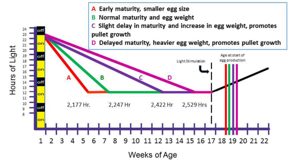 Guide to Egg Sizes and Weights