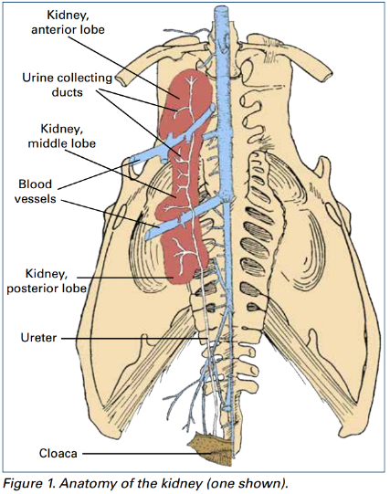 sodium urate in urine