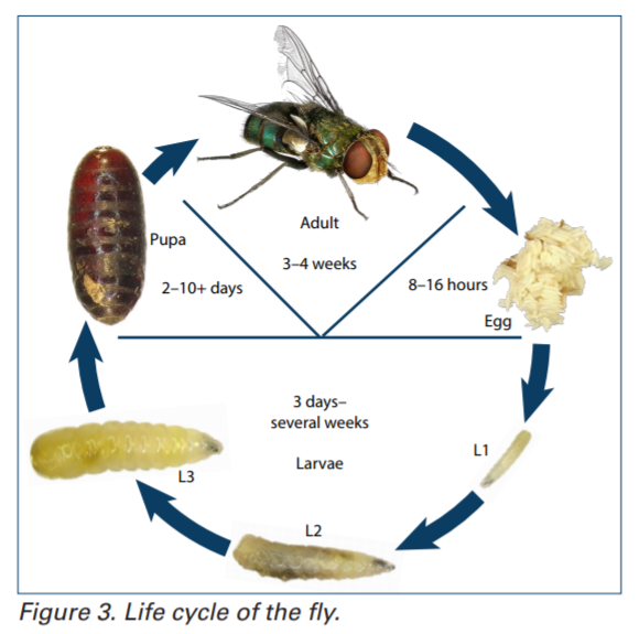 Fly Management: Surveillance and control | The Poultry Site