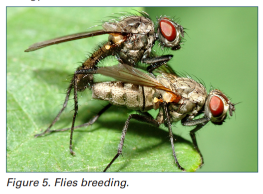 What is the Lifespan of a Fly?