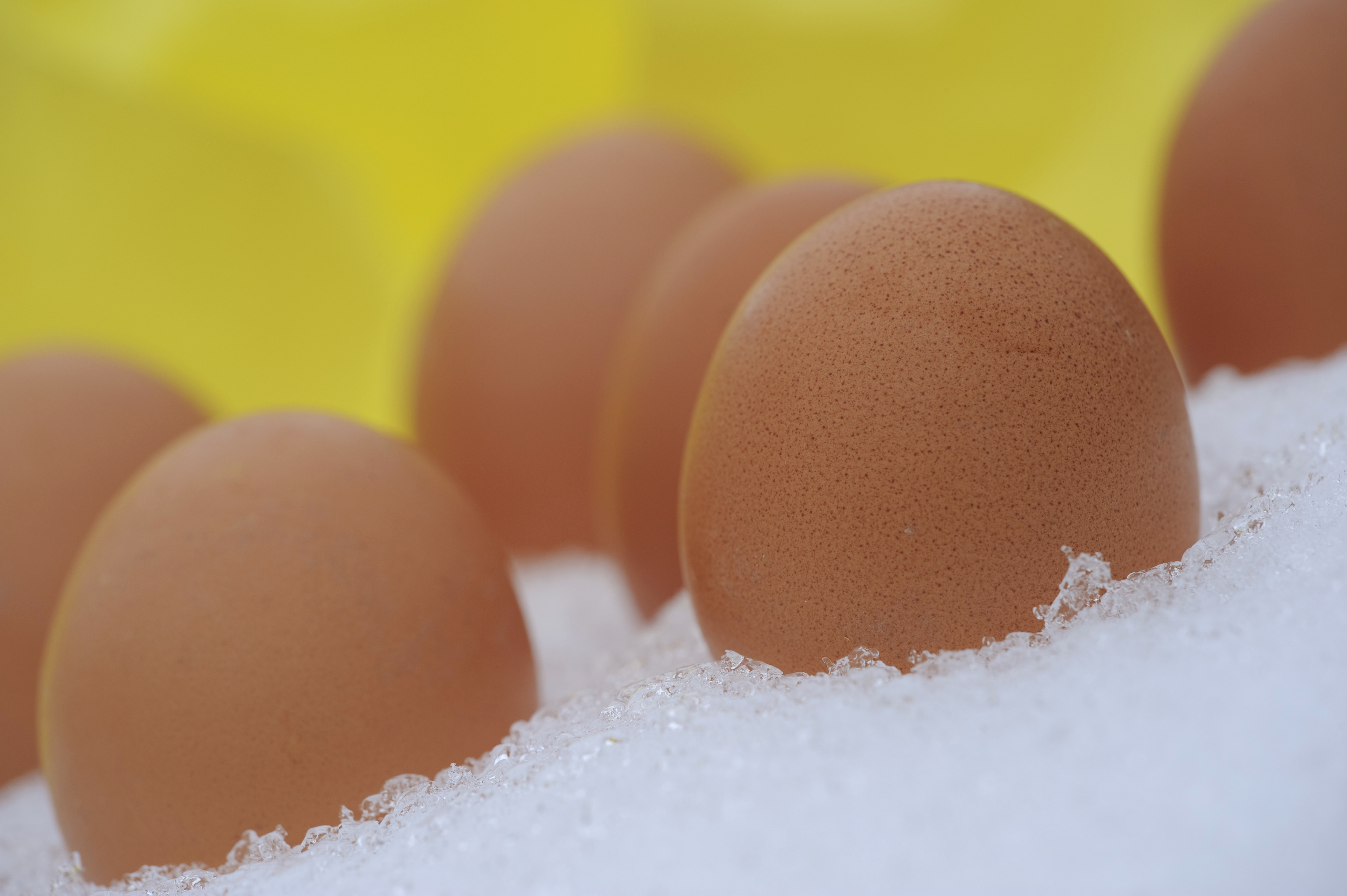 
						Planning to hatch chicks this winter? Keep these tips in mind | The Poultry Site
	