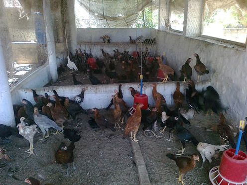 poultry farm India RVC