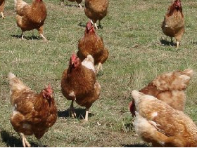 ABC Australia free range hens