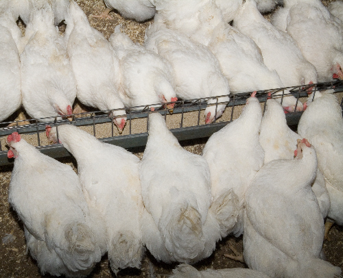 Aviagen broiler breeder chickens female feeding